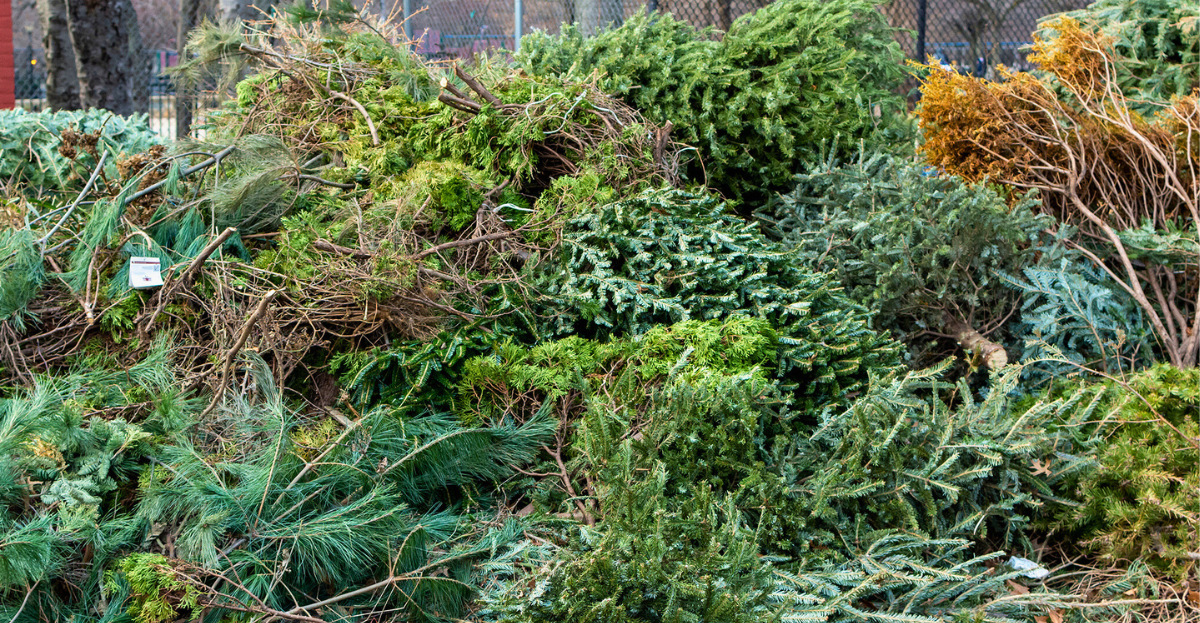 Heap of discarded xmas trees